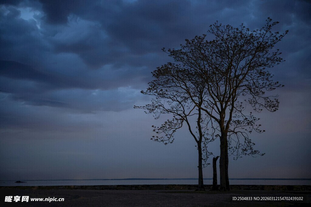 孤树矗立在 沉天空下