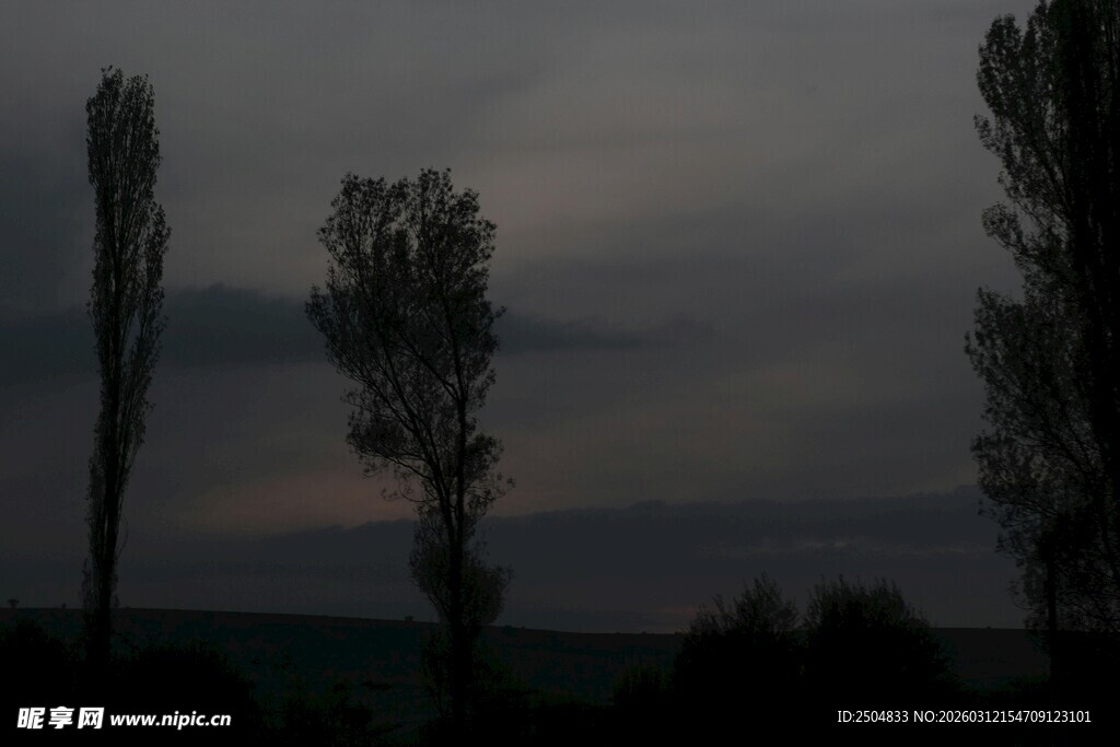 黄昏下的树木剪影