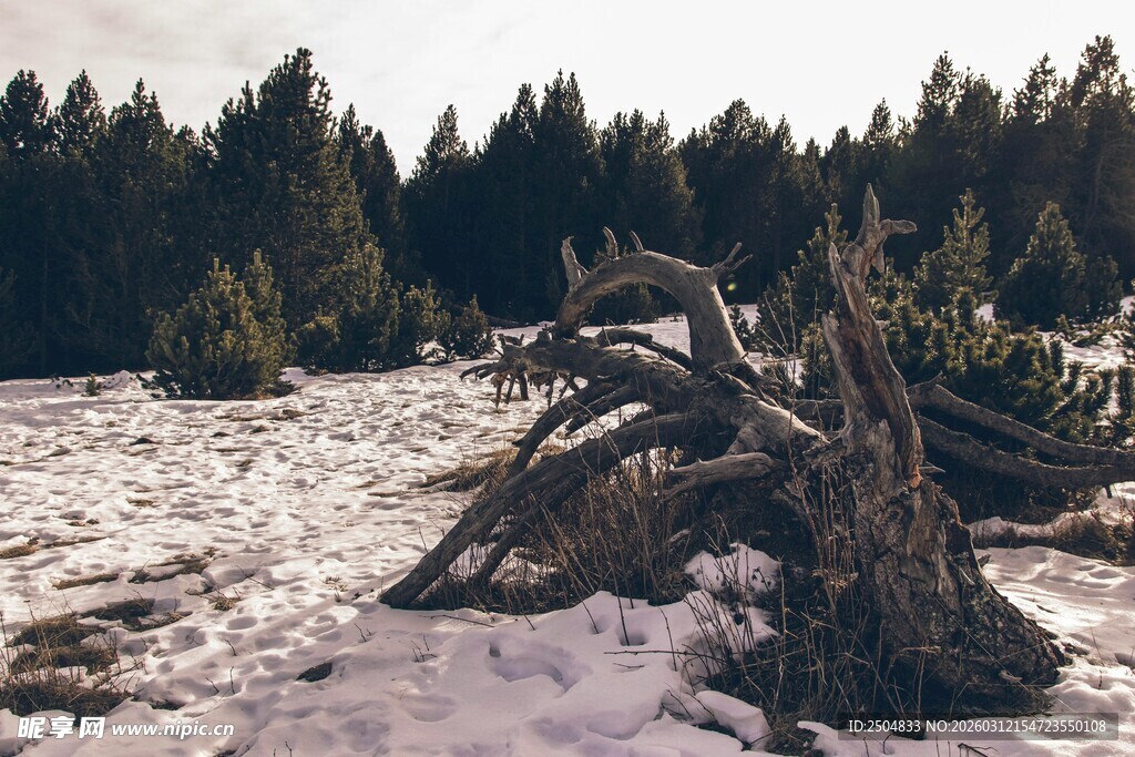 雪野中的枯树残根