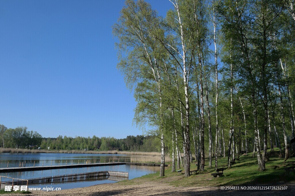 湖畔树林美景