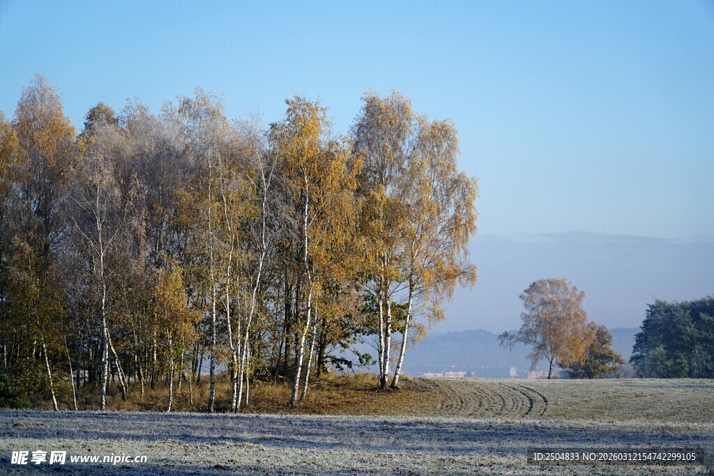 秋日白桦林风景