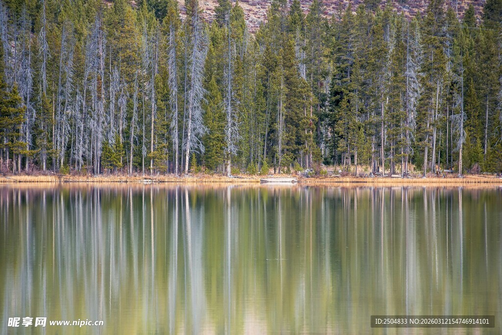 宁静湖泊旁的茂密树林