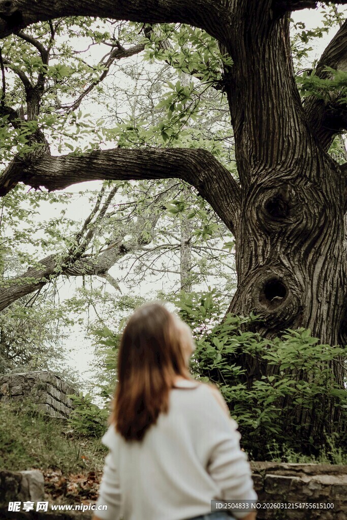 女子静赏古老大树