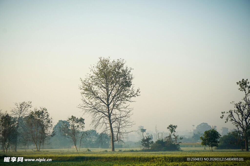 田野孤树 静谧乡村风光