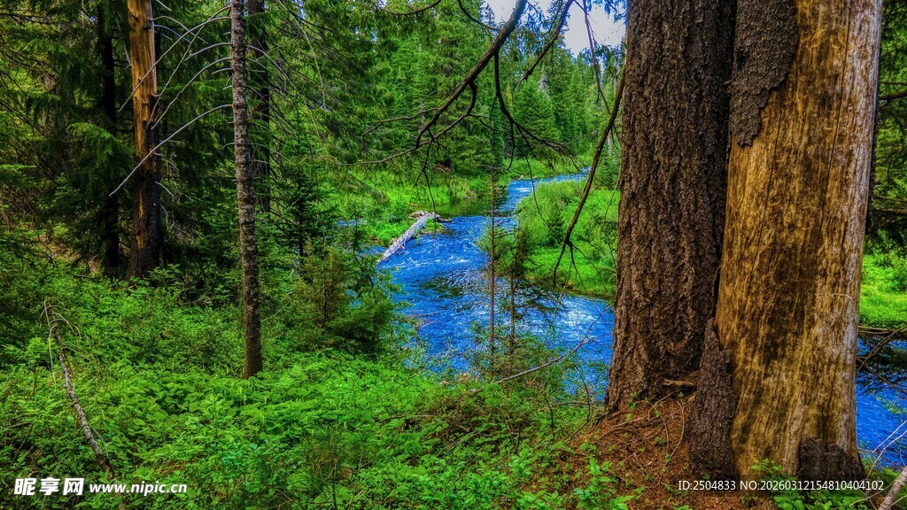 森林中的幽蓝溪流