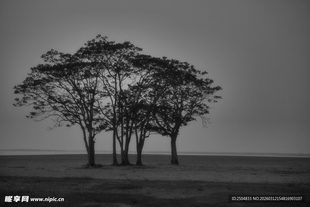 孤独旷野中的几棵树木