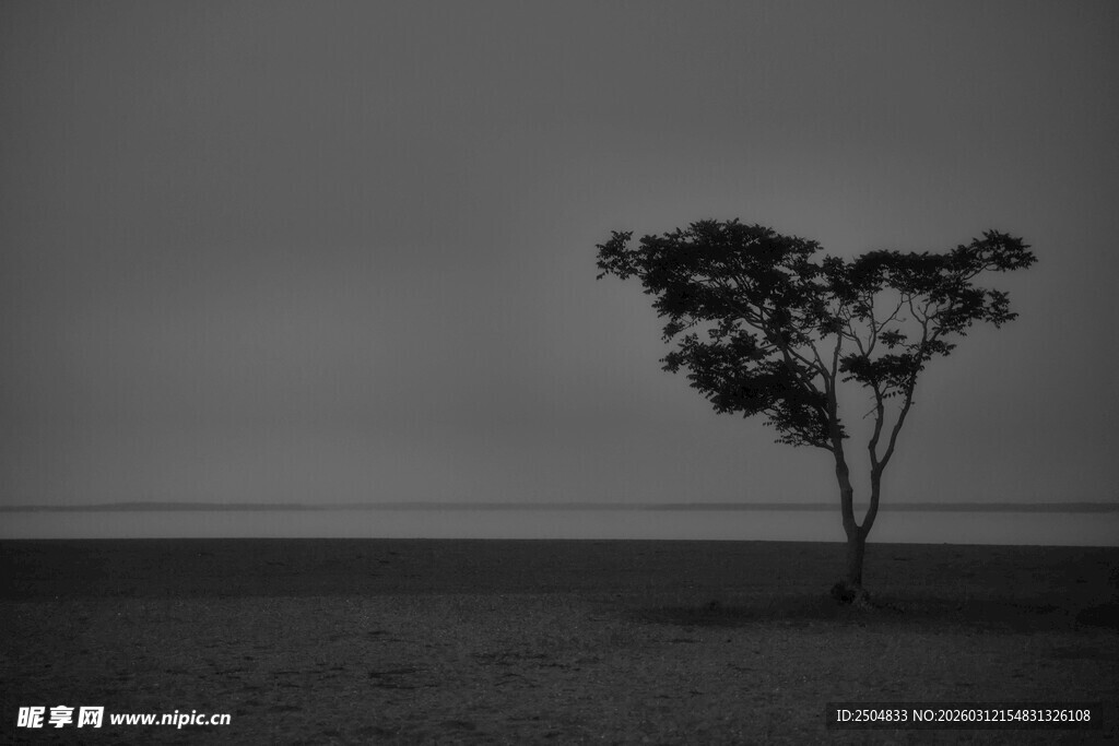 孤独旷野中的一棵孤树