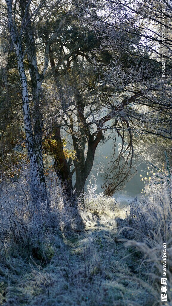 冬日林间霜覆树木景象