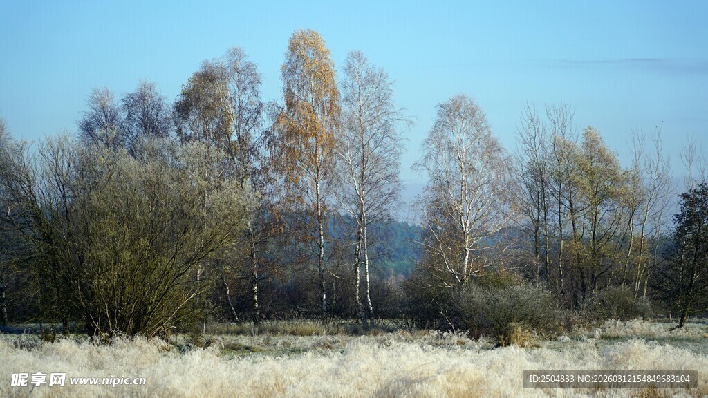 秋日旷野树林风景