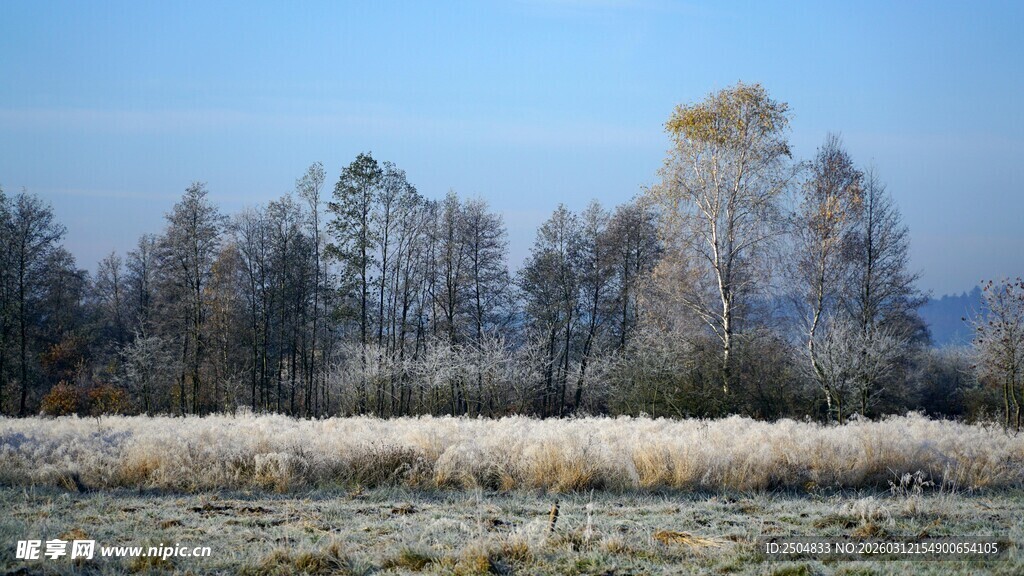 冬日旷野树林风景