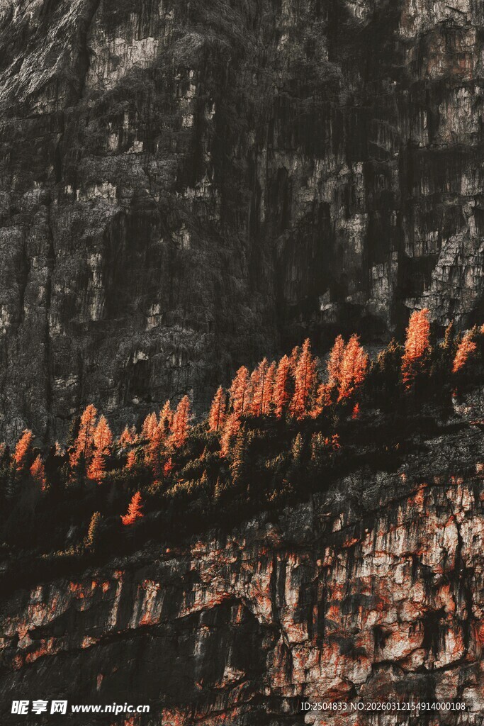 山间橙红树木景观