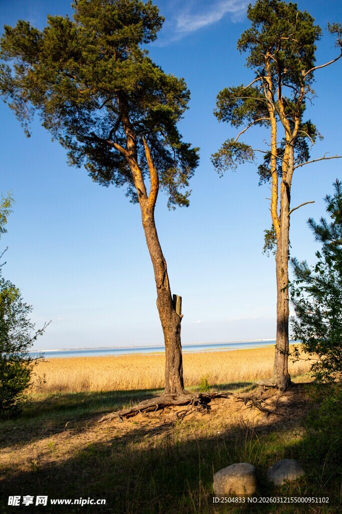 海边挺拔松树风景图
