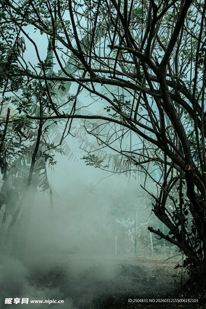 雾中树林 静谧自然景致