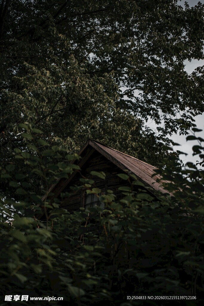 林中隐现的屋顶