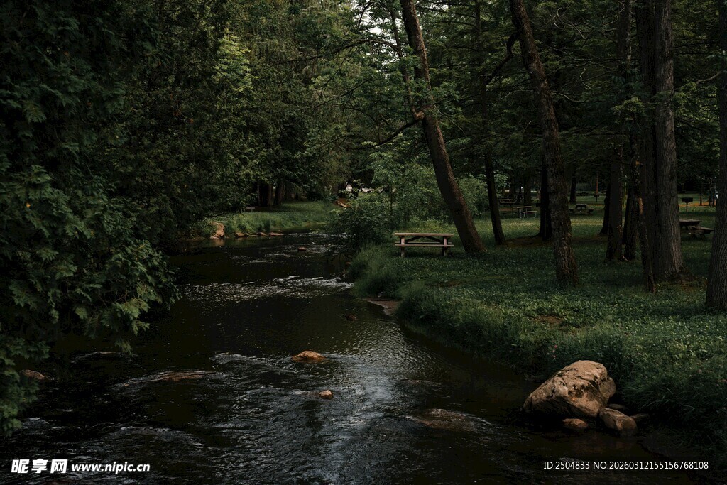 林间小溪旁的静谧场景