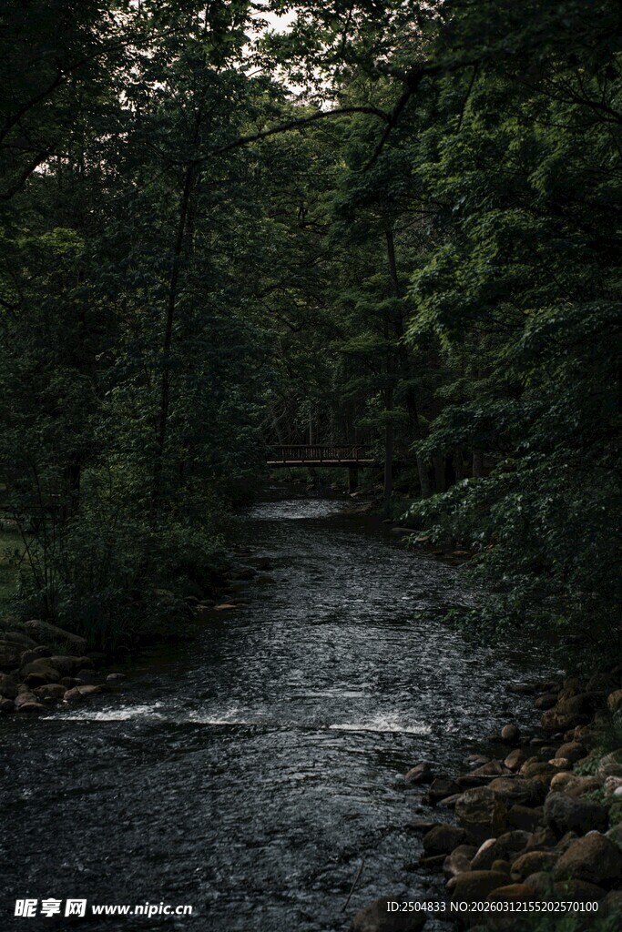 林间溪流 静谧自然之景