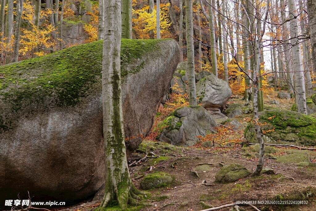 秋日森林中的巨石与树木