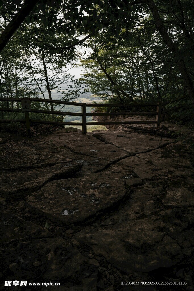 林间静谧小径 自然之景