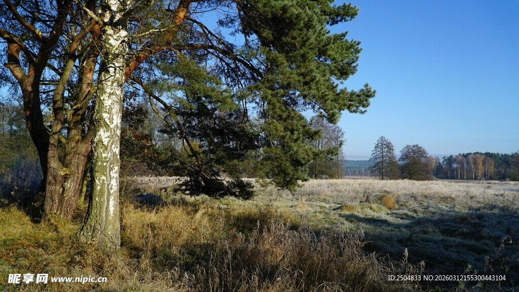 冬日旷野树木风景图