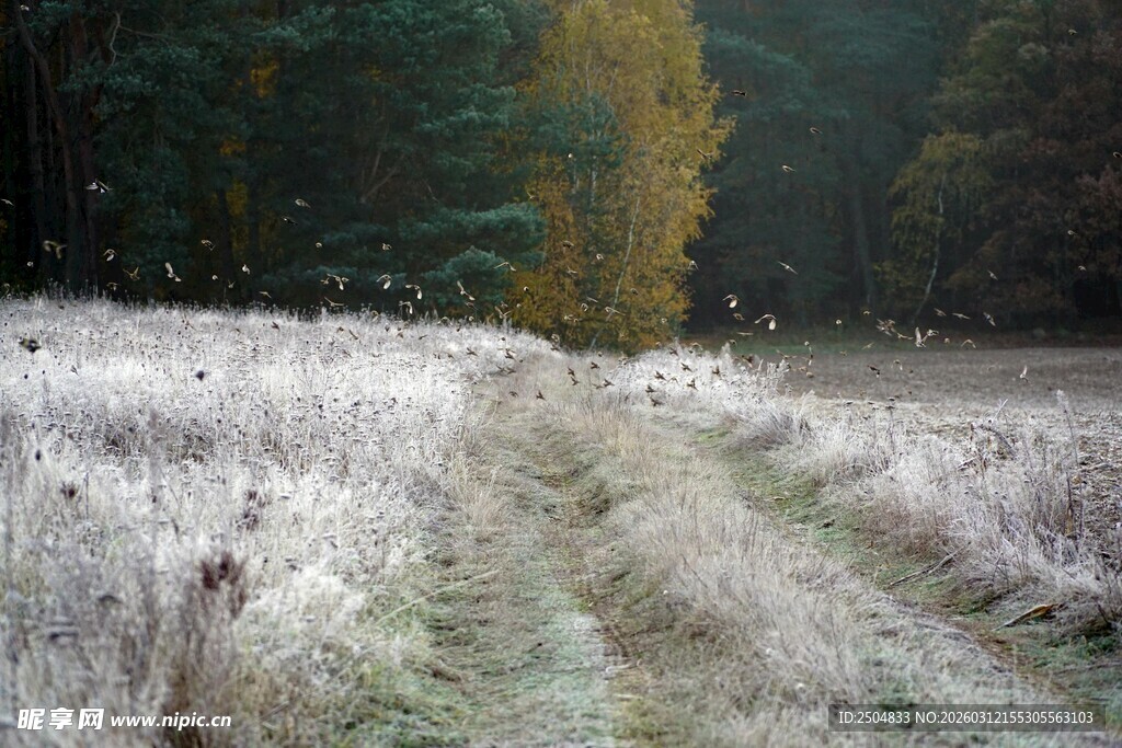 霜覆草地中的林间小径