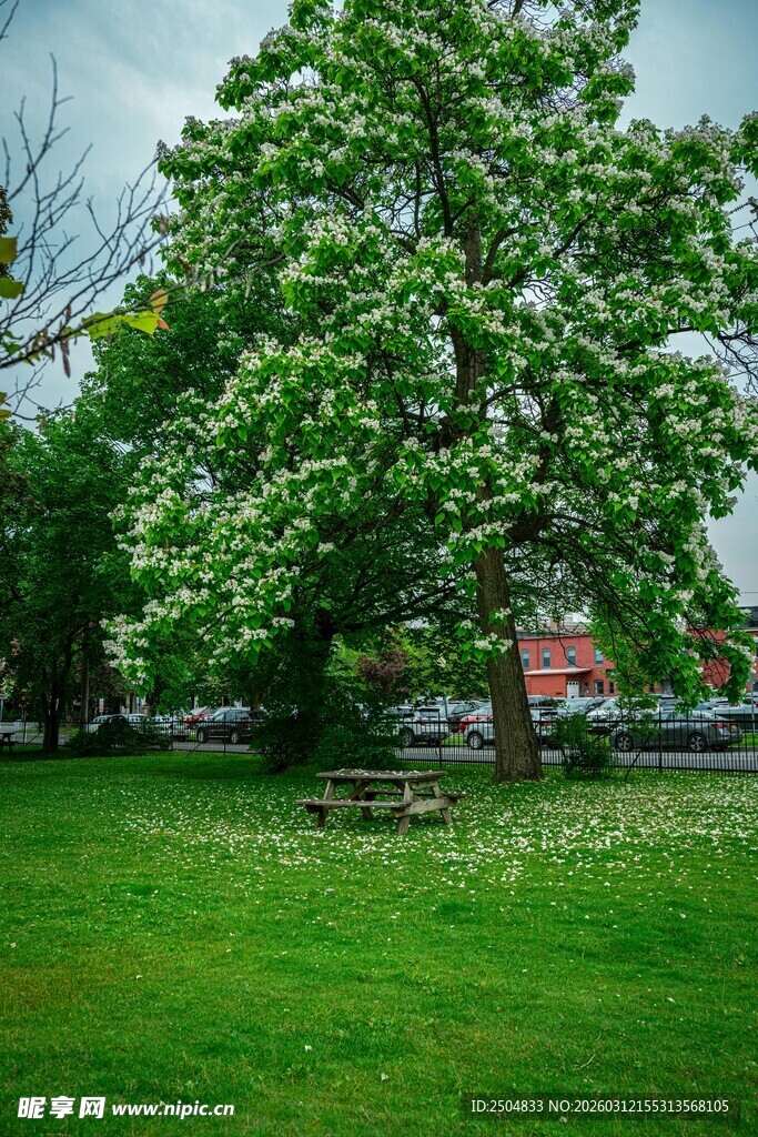 绿意盎然的草地与大树