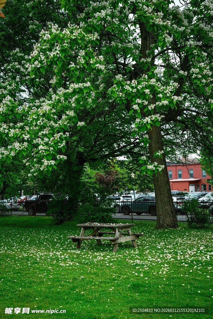 绿荫下的静谧草坪场景