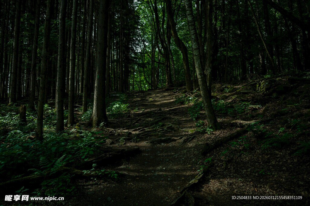 幽静森林中的蜿蜒小径