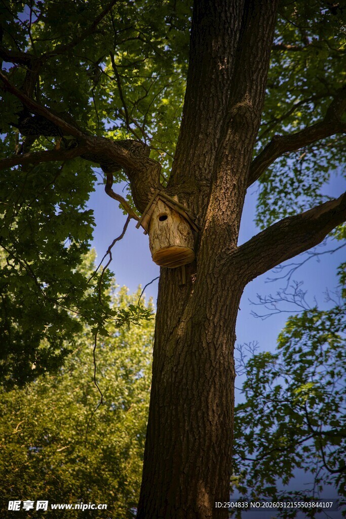 仰望粗壮大树与繁茂枝叶