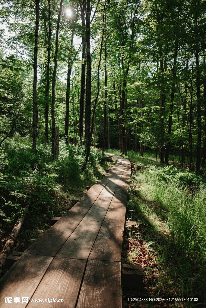 林间小径 漫步自然之境