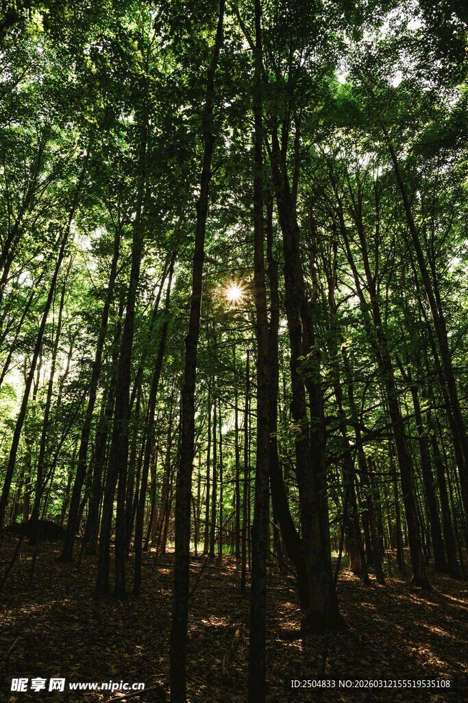 茂密森林中的阳光洒落
