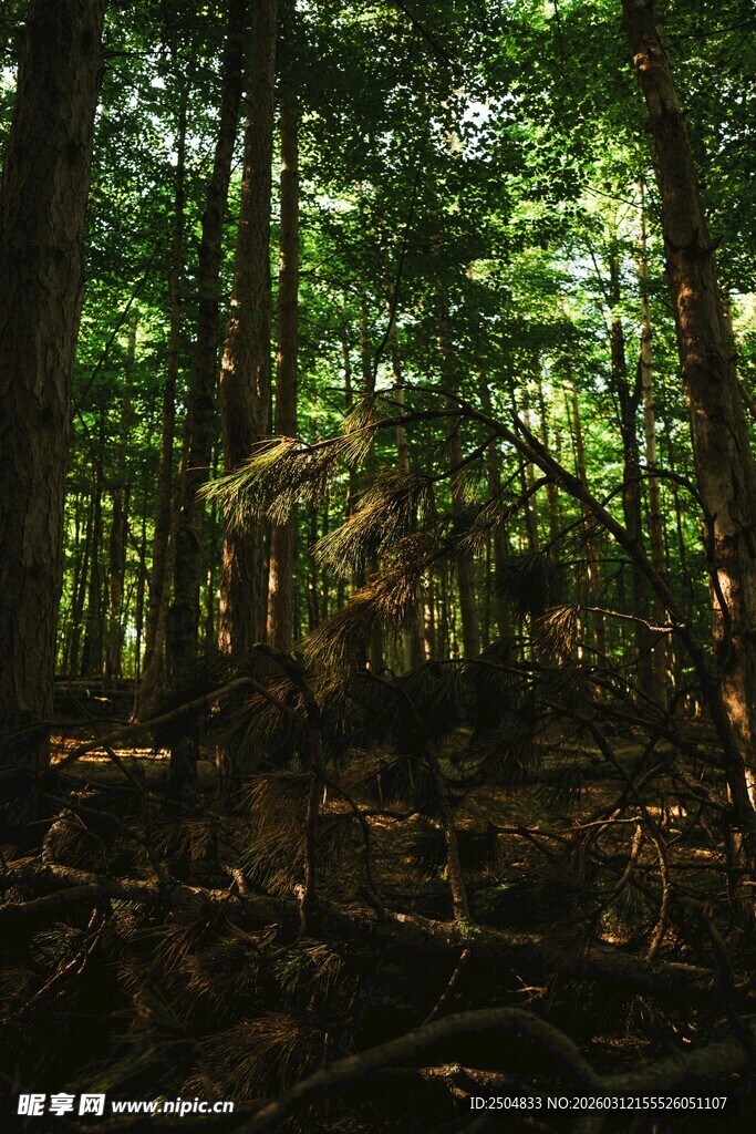 茂密森林中的繁茂树木
