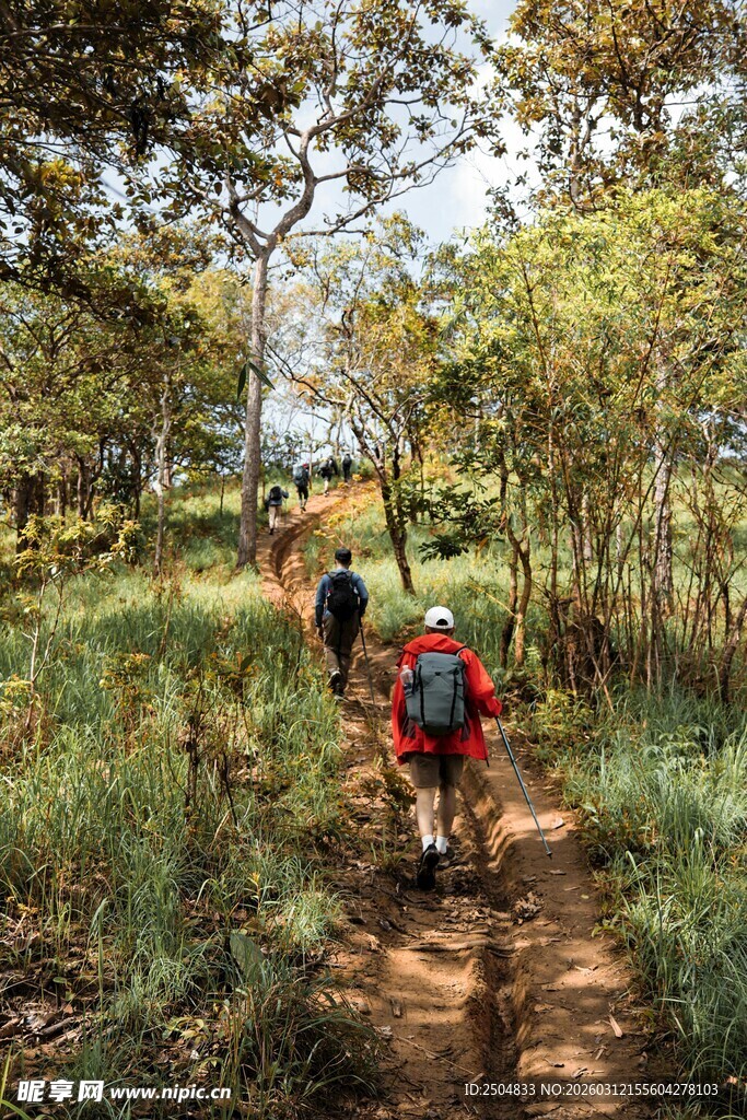 徒步者穿行于林间小道