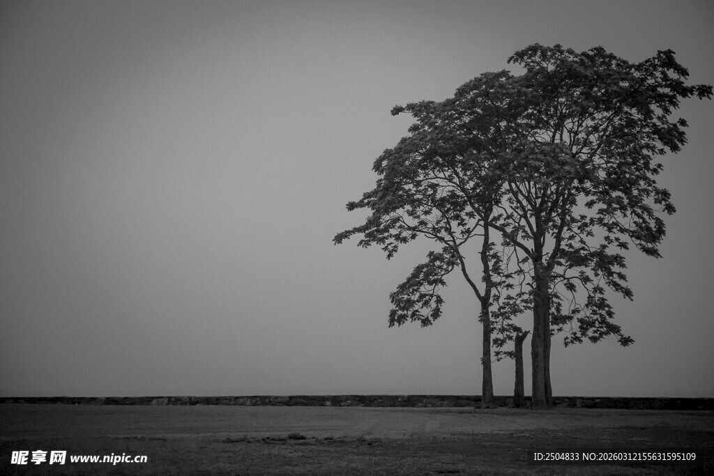 孤独伫立的旷野之树