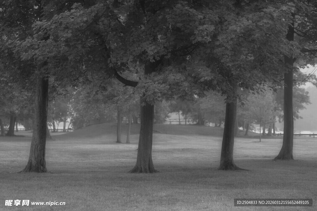 公园中的树木景观