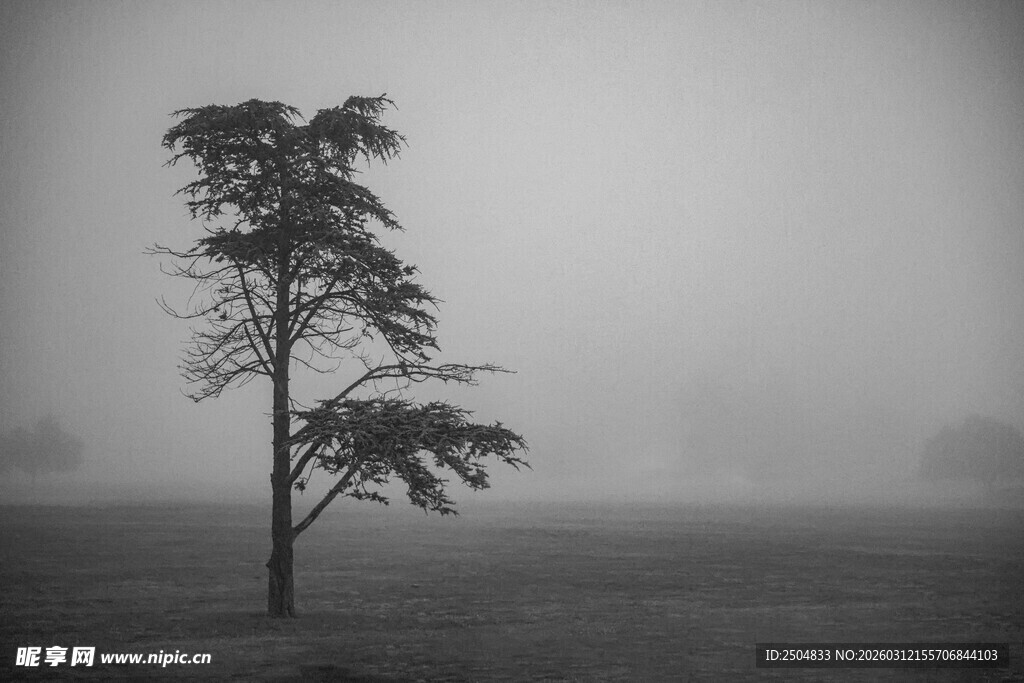 雾中孤树 尽显静谧之美