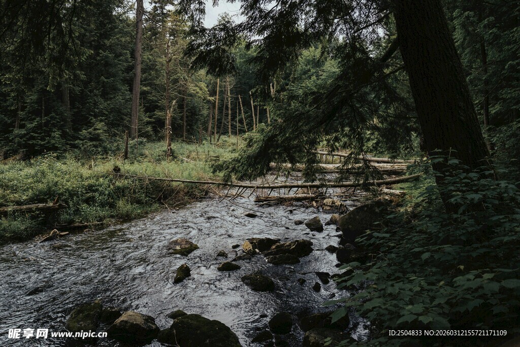 林间溪流 静谧自然之景