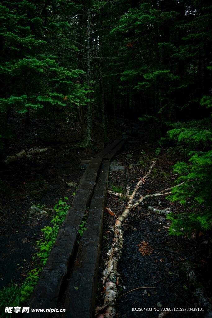 森林中废弃的木栈道