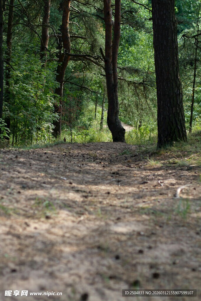 森林中的静谧林间小道
