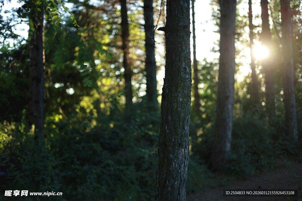 林间阳光洒落的静谧时刻