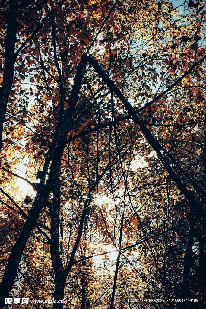 秋日林间树木光影景致