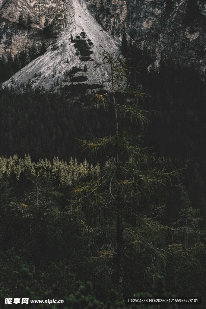 山间雪顶下的静谧树林