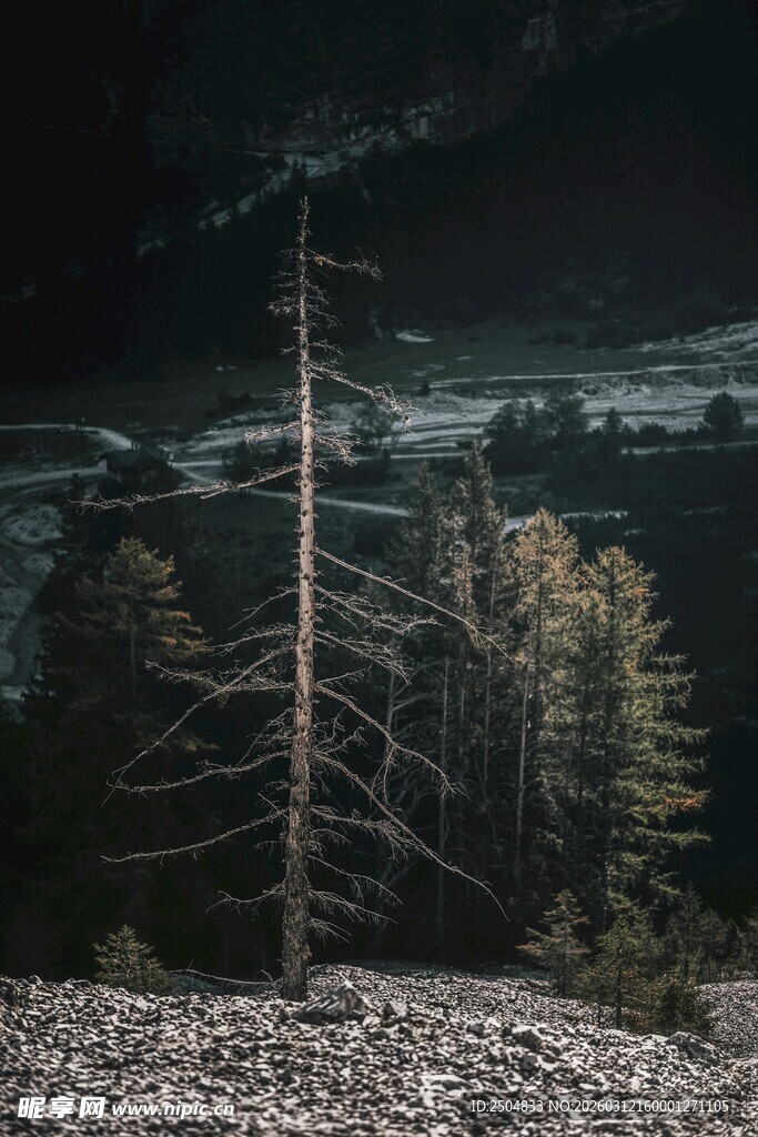 枯树立于山间景致