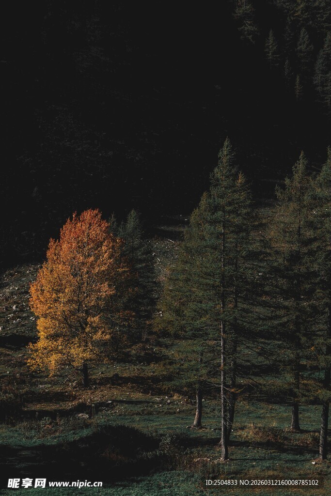 秋夜山林中的独株彩树