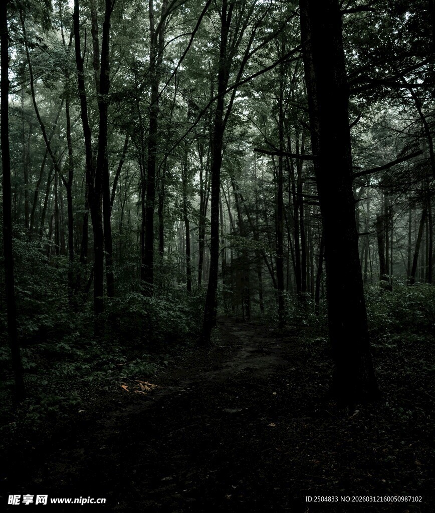 幽暗森林中的静谧景象
