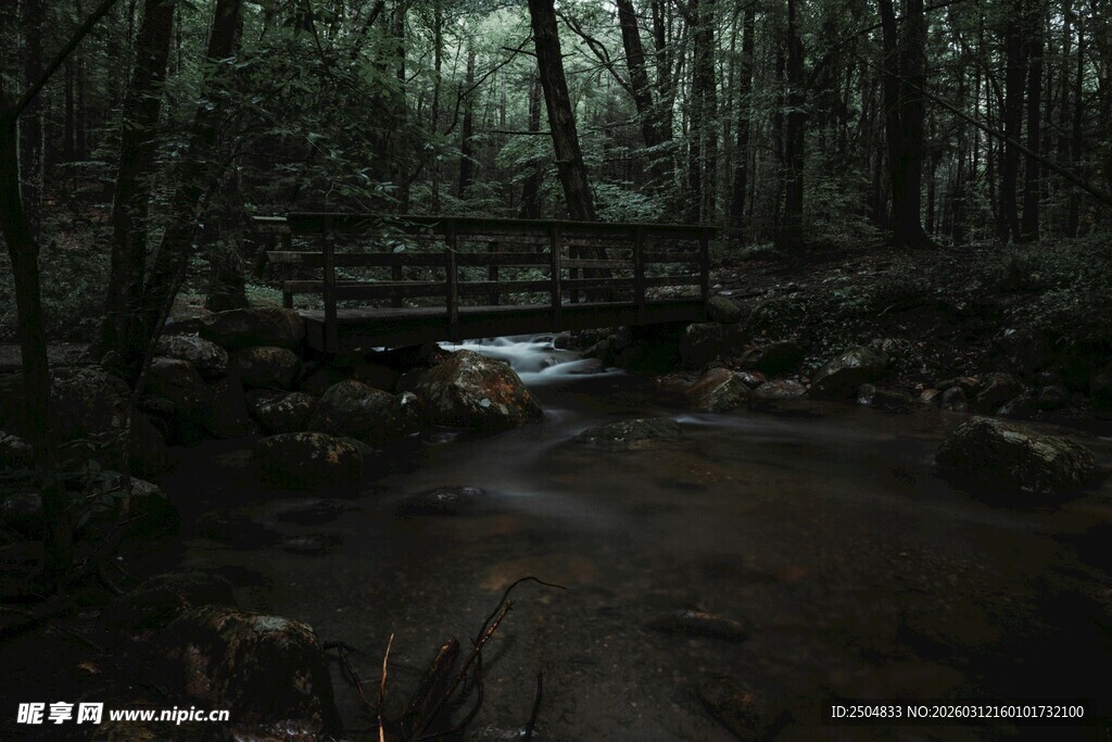 幽静森林中的潺潺溪流