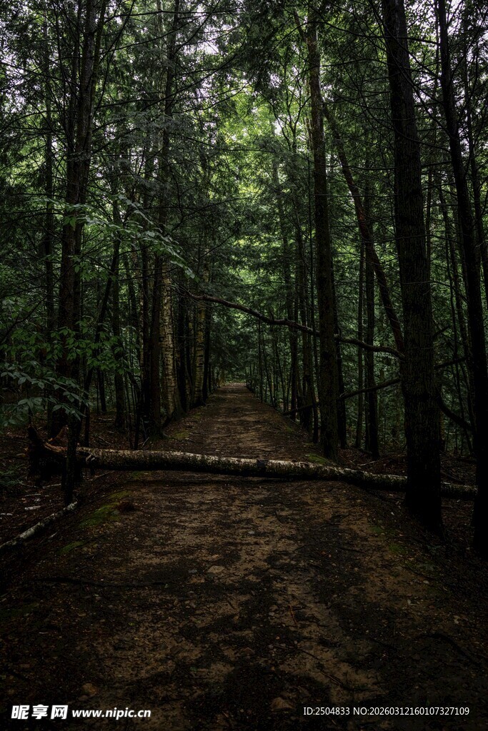 森林小径 静谧自然之景