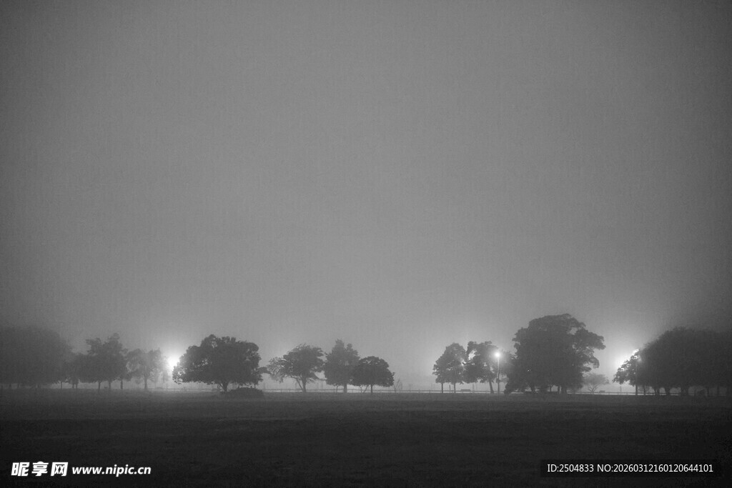 雾中朦胧的树木景观