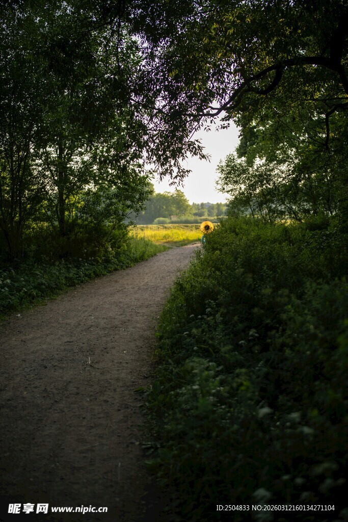 林间小径 邂逅自然之美