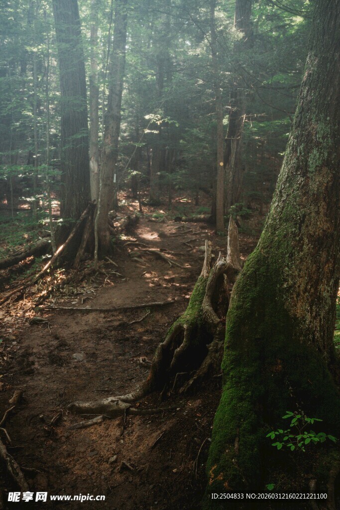 林间晨雾弥漫的静谧小径