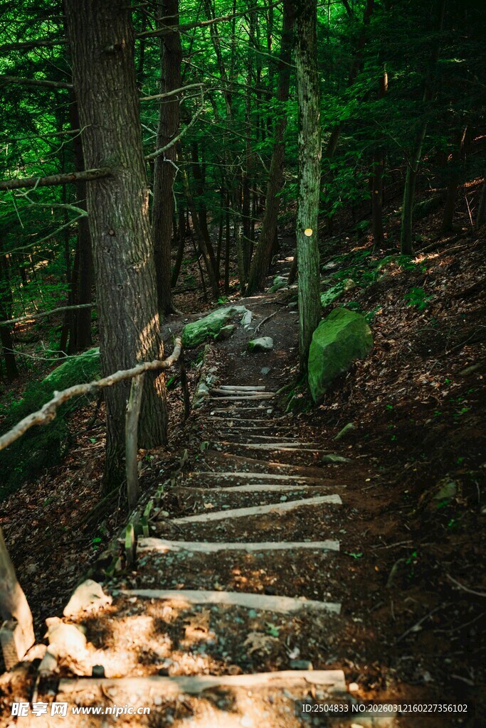 森林中的木质小径